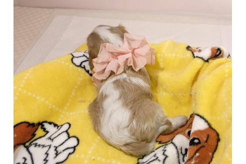 成約済の埼玉県のキャバリアキングチャールズスパニエル-57766の1枚目