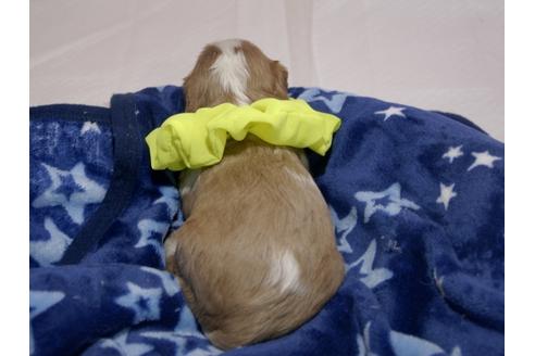 成約済の埼玉県のキャバリアキングチャールズスパニエル-58791の1枚目