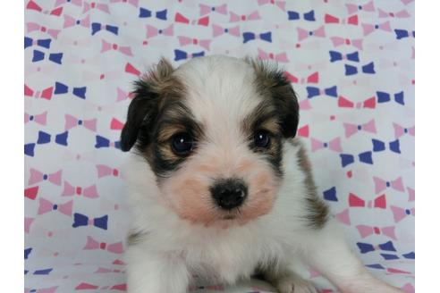 成約済の千葉県のパピヨン-58796の4枚目