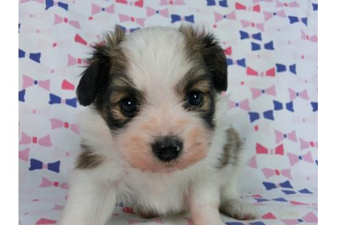 成約済の千葉県のパピヨン-58796の3枚目