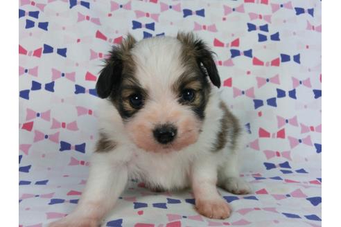 成約済の千葉県のパピヨン-58796の2枚目