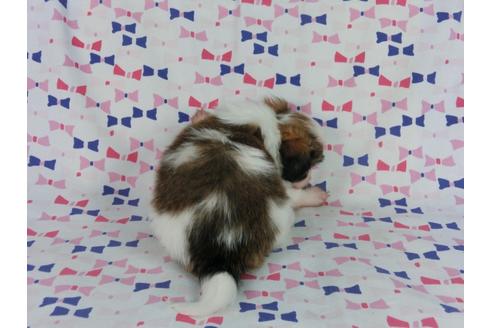 成約済の千葉県のパピヨン-58796の1枚目