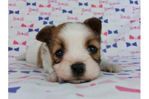 成約済の千葉県のパピヨン-58804の4枚目