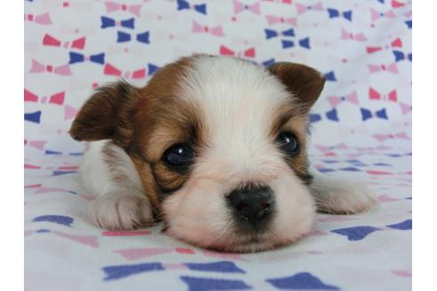 成約済の千葉県のパピヨン-58804の3枚目