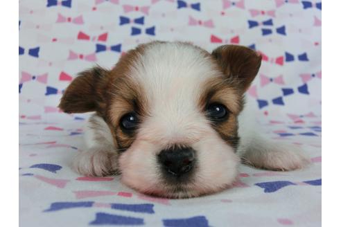 成約済の千葉県のパピヨン-58804の2枚目