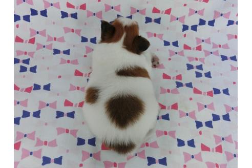 成約済の千葉県のパピヨン-58804の1枚目