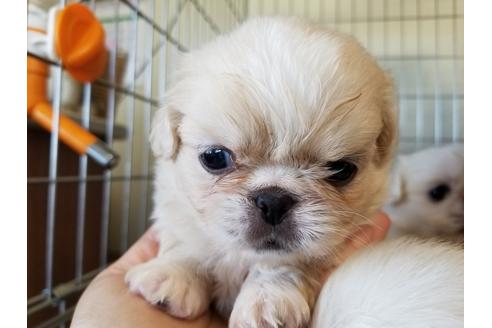 成約済の愛知県のペキニーズ-57632の1枚目