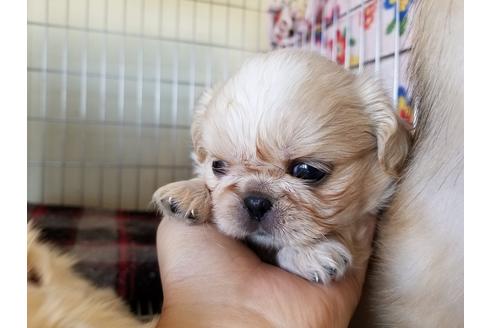 成約済の愛知県のペキニーズ-57632の3枚目