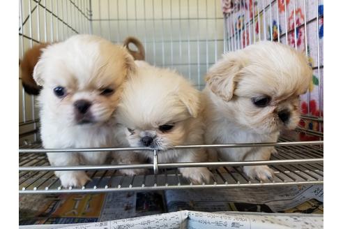 成約済の愛知県のペキニーズ-57632の2枚目