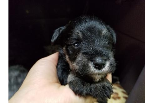 成約済の愛知県のミニチュアシュナウザー-58377の1枚目