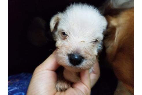 成約済の愛知県のミニチュアシュナウザー-58375の1枚目