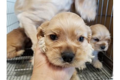 成約済の愛知県のアメリカンコッカースパニエル-57043の5枚目