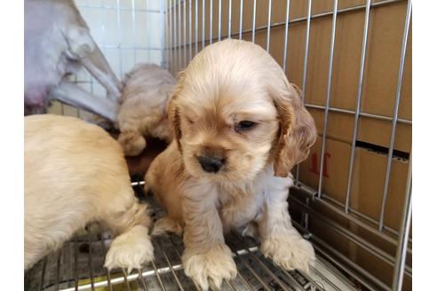 成約済の愛知県のアメリカンコッカースパニエル-57043の4枚目