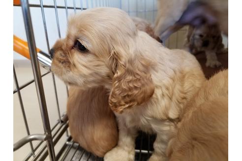 成約済の愛知県のアメリカンコッカースパニエル-57043の3枚目