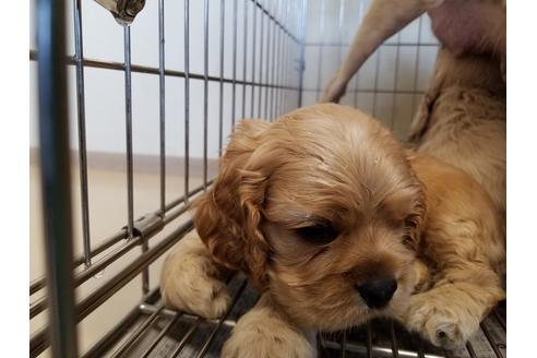 成約済の愛知県のアメリカンコッカースパニエル-57043の2枚目