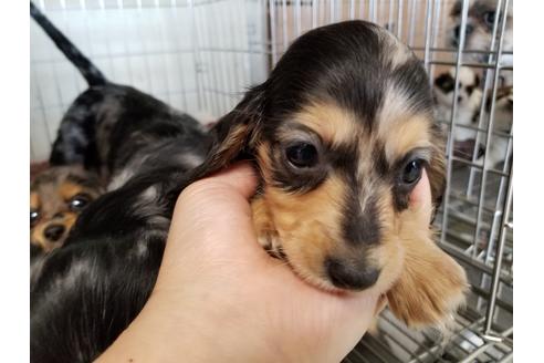 成約済の愛知県のミニチュアダックスフンド(ロングヘアード)-57535の1枚目