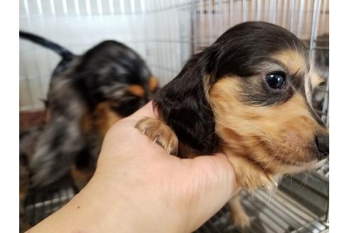 成約済の愛知県のミニチュアダックスフンド(ロングヘアード)-57535の3枚目