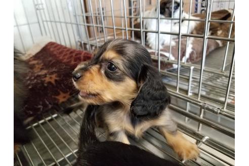 成約済の愛知県のミニチュアダックスフンド(ロングヘアード)-57535の2枚目