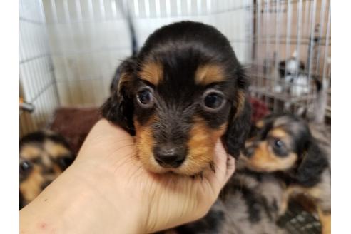 成約済の愛知県のミニチュアダックスフンド(ロングヘアード)-57537の1枚目