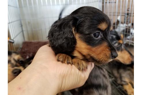 成約済の愛知県のミニチュアダックスフンド(ロングヘアード)-57537の2枚目