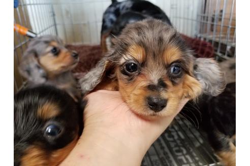 成約済の愛知県のミニチュアダックスフンド(ロングヘアード)-57538の1枚目