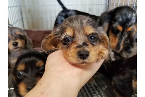 成約済の愛知県のミニチュアダックスフンド(ロングヘアード)-57538の3枚目