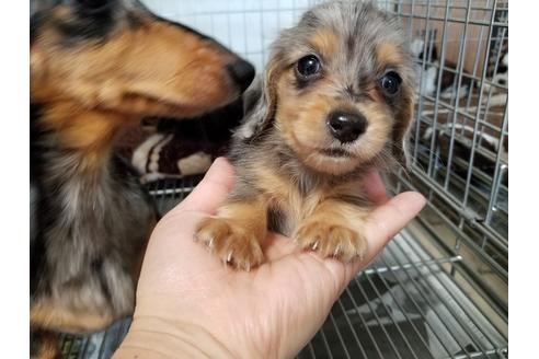 成約済の愛知県のミニチュアダックスフンド(ロングヘアード)-57538の2枚目