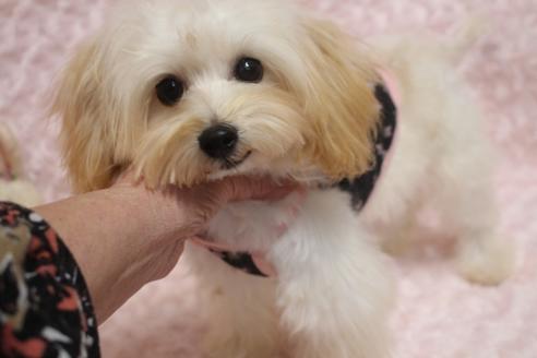成約済の奈良県のトイプードル-51815の10枚目