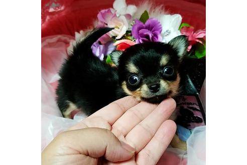 成約済の三重県のチワワ(ロングコート)-57280の2枚目