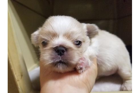 成約済の愛知県のペキニーズ-58833の3枚目