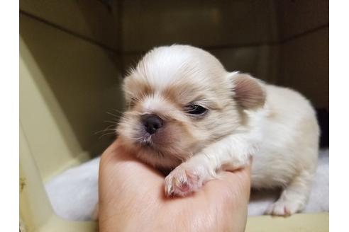 成約済の愛知県のペキニーズ-58833の2枚目