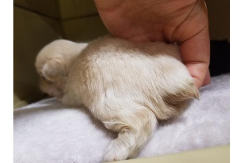 成約済の愛知県のペキニーズ-58833の1枚目