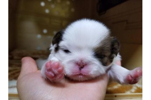 成約済の愛知県の狆 (チン)-58834の2枚目