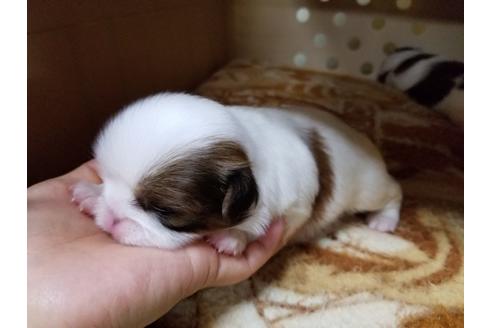 成約済の愛知県の狆 (チン)-58834の1枚目