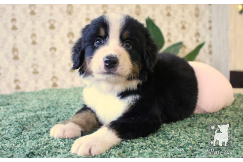 成約済の愛知県のバーニーズマウンテンドッグ-57124の2枚目