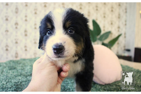 成約済の愛知県のバーニーズマウンテンドッグ-57124