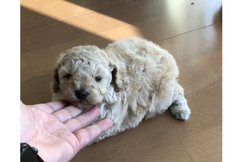 成約済の青森県のミディアムプードル-58851の2枚目