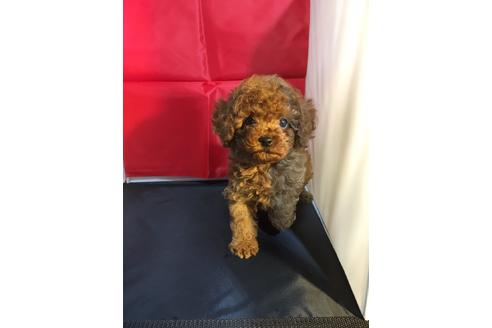 成約済の静岡県のトイプードル-58856の3枚目