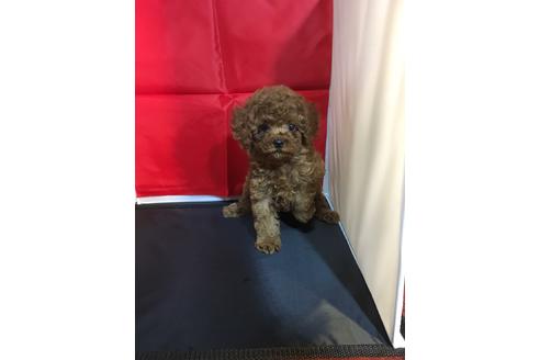 成約済の静岡県のトイプードル-58856の2枚目