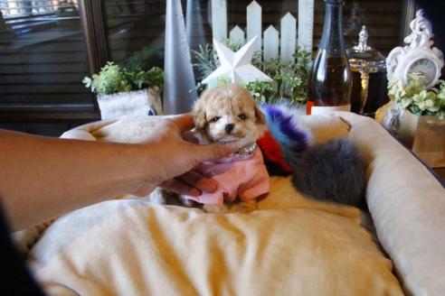 成約済の埼玉県のトイプードル-58881の5枚目