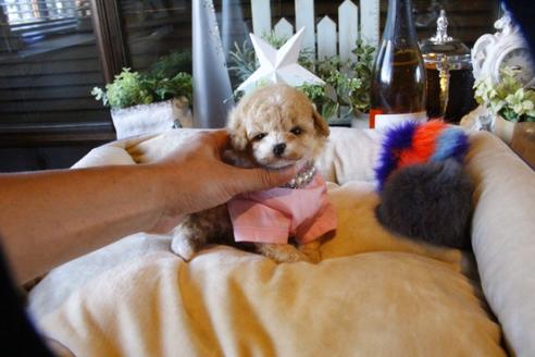 成約済の埼玉県のトイプードル-58881の4枚目