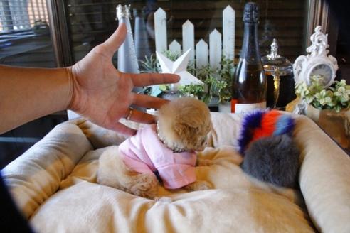 成約済の埼玉県のトイプードル-58881の3枚目