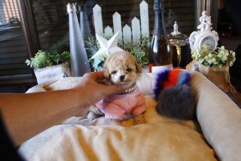 成約済の埼玉県のトイプードル-58881の2枚目