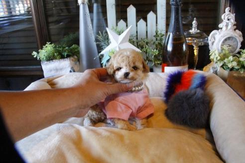 成約済の埼玉県のトイプードル-58881の1枚目