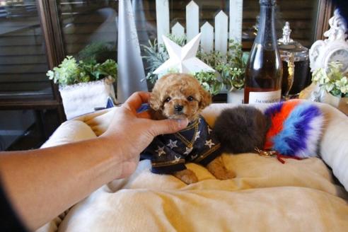 成約済の埼玉県のトイプードル-58883の5枚目