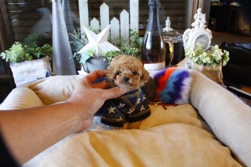 成約済の埼玉県のトイプードル-58883の4枚目