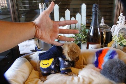 成約済の埼玉県のトイプードル-58883の3枚目