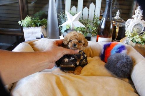 成約済の埼玉県のトイプードル-58883の2枚目