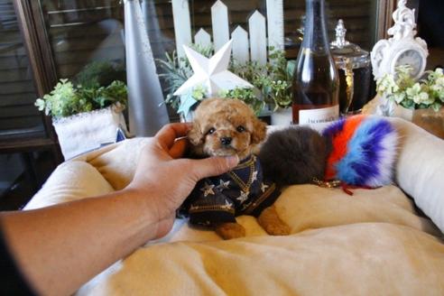 成約済の埼玉県のトイプードル-58883の1枚目