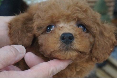 成約済の京都府のティーカッププードル-58115の1枚目